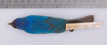Media type: image;   Ornithology 211618